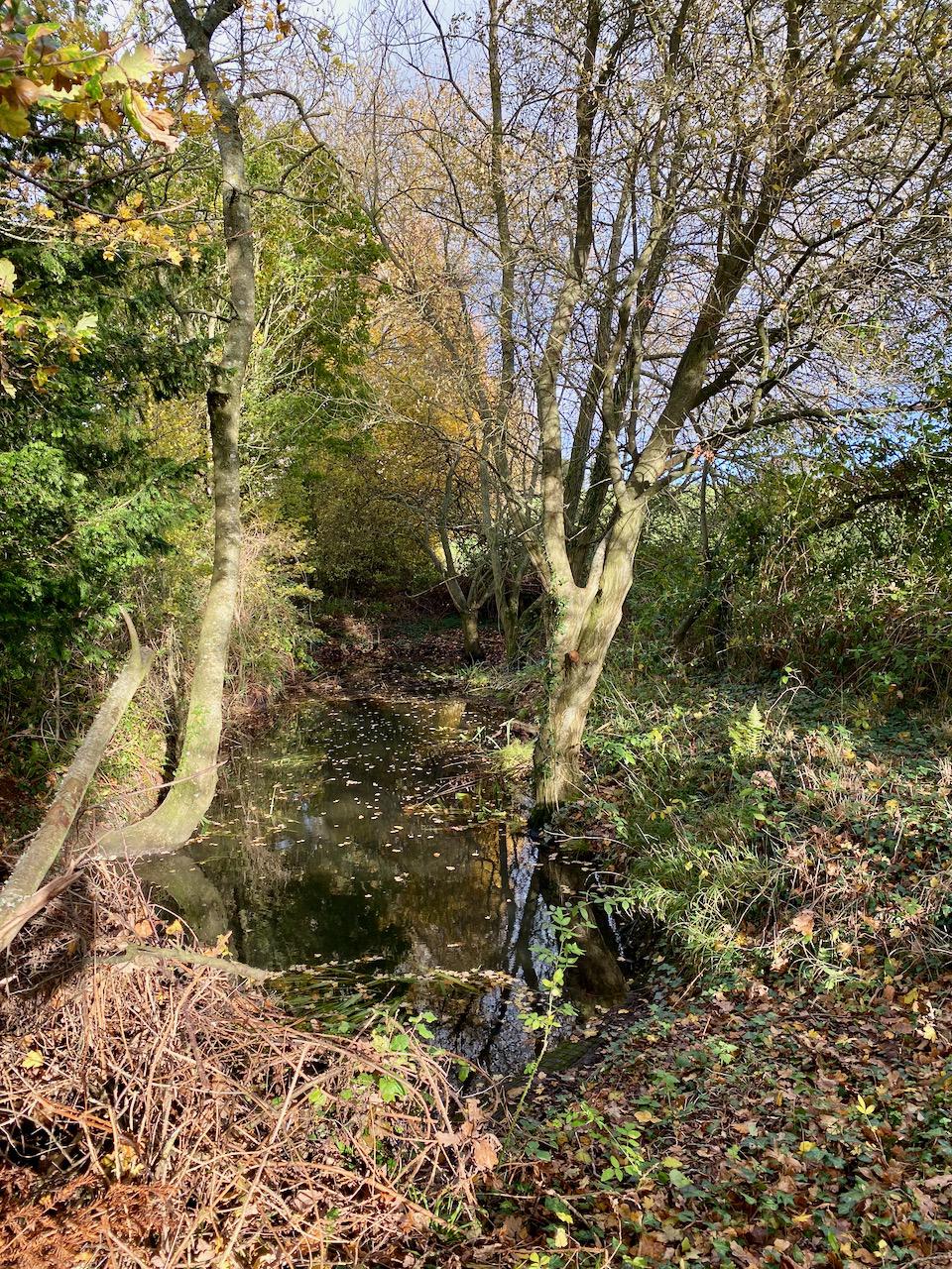 pond3.jpeg