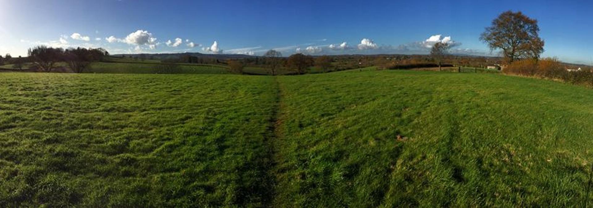 Fields near Ashill